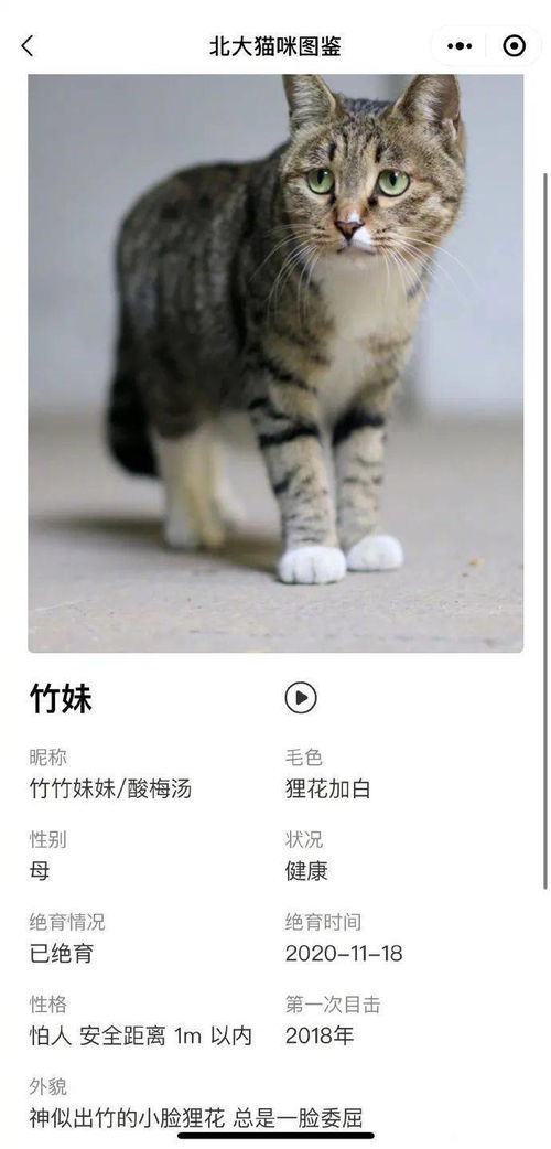 北大猫协教你用独特方式给猫咪取一个有文化底蕴的名字